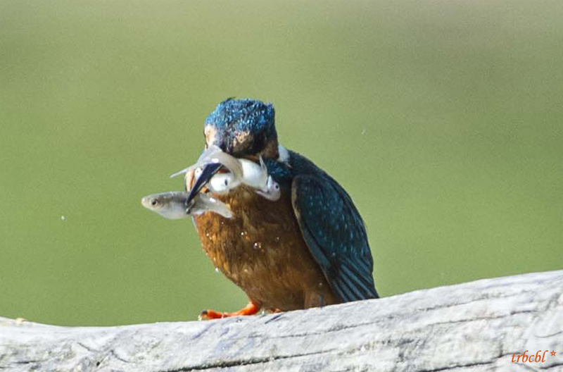 Il Martin pescatore come il pulcinella di mare